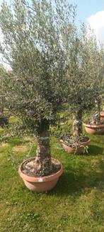 Prachtige olijfbomen olea europaea in schaal !, Tuin en Terras, Ophalen of Verzenden