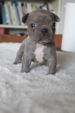 Franse Bulldogs pups goed opgevoed, Dieren en Toebehoren, België, Reu, CDV (hondenziekte), 8 tot 15 weken