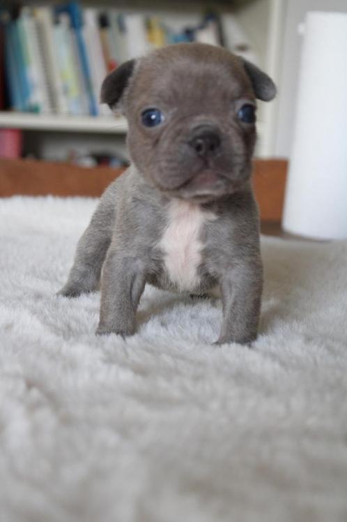 Franse Bulldogs pups goed opgevoed, Dieren en Toebehoren, Honden | Bulldogs, Pinschers en Molossers, Reu, Bulldog, Fokker | Professioneel