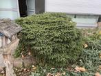 Epicea- Noorse spar Willebroek., Tuin en Terras, Ophalen