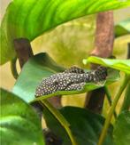 Aquarium, Dieren en Toebehoren