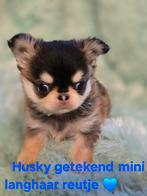 Prachtige langharige en kortharige chihuahua pups., Dieren en Toebehoren, België, Fokker | Hobbymatig, CDV (hondenziekte), 8 tot 15 weken