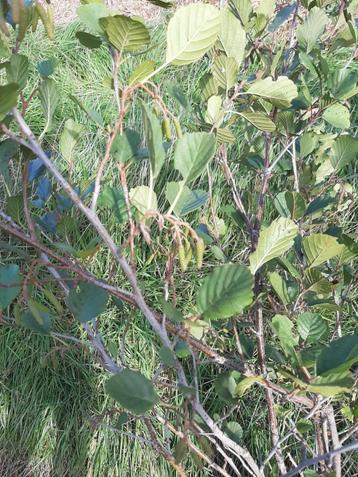 Plantgoed els te koop beschikbaar voor biedingen