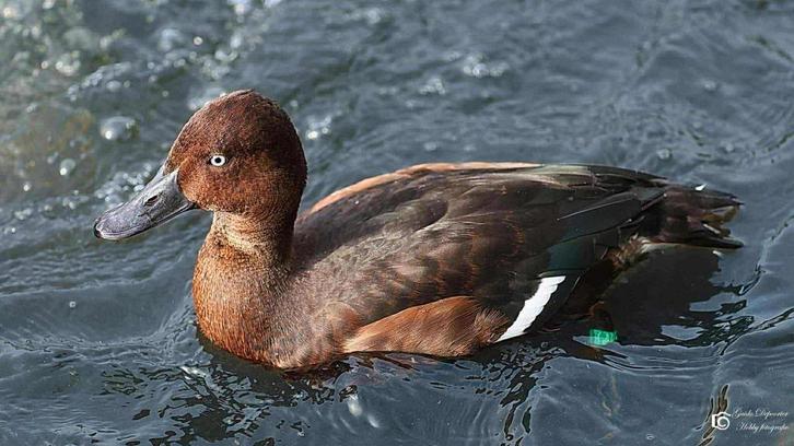 witoogeend @ paradijshof, Dieren en Toebehoren, Pluimvee, Eend, Meerdere dieren