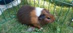 Cavia vrouwtje (zeugje), Dieren en Toebehoren, Knaagdieren, Cavia, Juni, Vrouwelijk, Tam