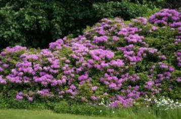 GEZOCHT - rhododendrons  rododendrons beschikbaar voor biedingen