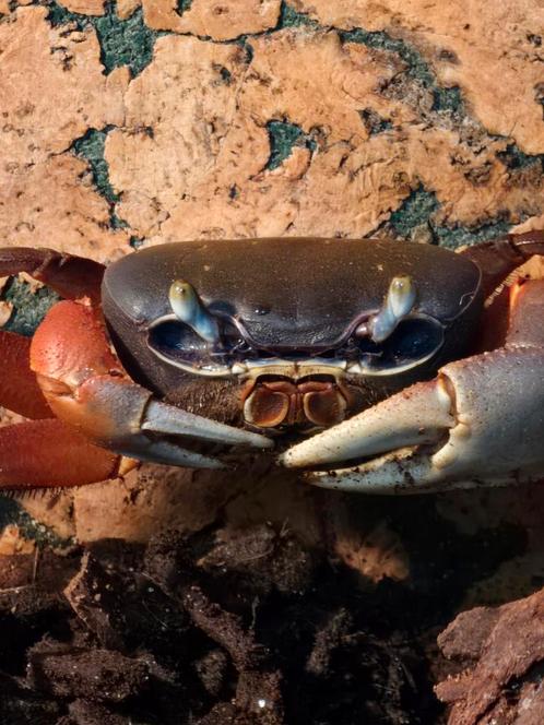 Afrikaanse veelkleurige landkrabben, Dieren en Toebehoren, Reptielen en Amfibieën