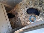 3 zwarte mannelijke cavias. Jaarlingen. Gratis, Dieren en Toebehoren, Knaagdieren, Juni, Cavia