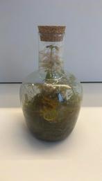 Terrarium met plantjes, Ophalen, Zo goed als nieuw