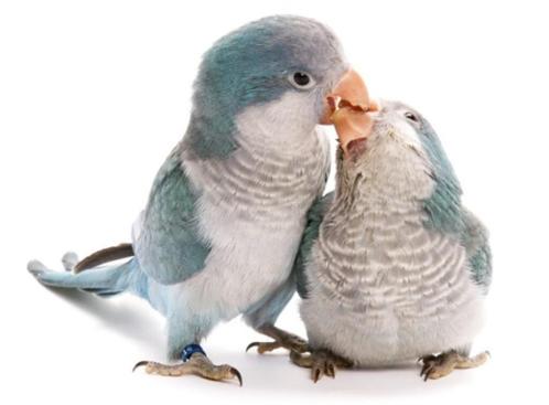 Jonge vogels, Dieren en Toebehoren, Vogels | Parkieten en Papegaaien, Parkiet, Geslacht onbekend