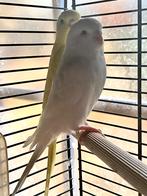 Kleurgrasparkieten 2025, Dieren en Toebehoren, Vogels | Parkieten en Papegaaien, Meerdere dieren, Parkiet, Geringd