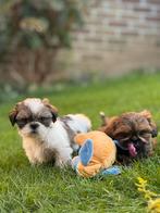 Lhasa apso pups teefjes, België, Overige rassen, CDV (hondenziekte), 8 tot 15 weken