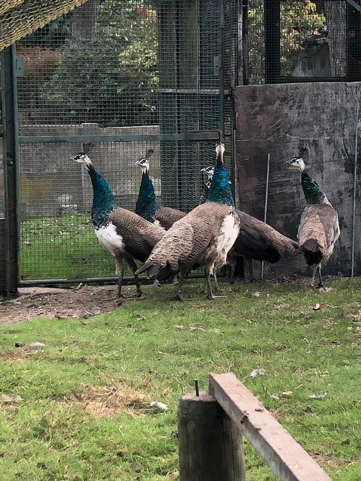 Blauwe pauwen, Animaux & Accessoires, Volatiles, Autres espèces, Plusieurs animaux