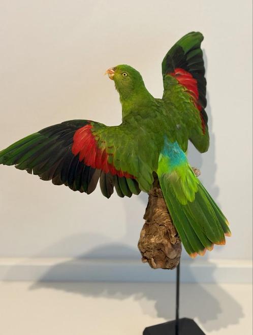 Opgezette groene bergparkiet - Wildernis Atelier, Verzamelen, Dierenverzamelingen, Nieuw, Opgezet dier, Vogel, Ophalen of Verzenden