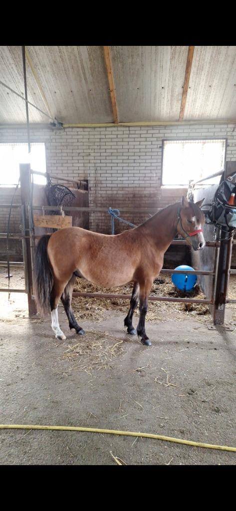 Mooie welshpony B maat, Dieren en Toebehoren, Pony's, Ruin, Onbeleerd, B pony (1.17m tot 1.27m), 0 tot 2 jaar, Gechipt, Ontwormd
