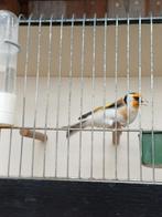 Distelvink, Vrouwelijk, Wildzangvogel, Geringd