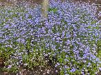 Vergeet-mij-nietjes./ Myosotis sylvatica, Tuin en Terras, Ophalen, Bodembedekkers, Volle zon, Tweejarig