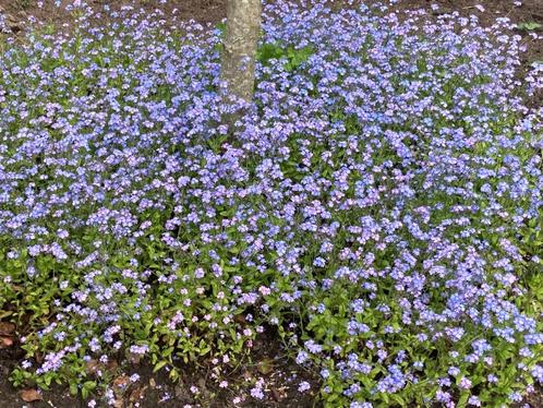 Vergeet-mij-nietjes./ Myosotis sylvatica, Jardin & Terrasse, Plantes | Jardin, Bisannuelle, Couvre-sol, Plein soleil, Printemps