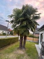 3 palmbomen, Tuin en Terras, Lente, 250 tot 400 cm, Palmboom, Ophalen