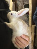 Dwergkonijn, Dieren en Toebehoren, Konijnen, Meerdere dieren, Dwerg, 0 tot 2 jaar