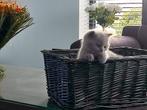 Nestje Brits korthaar kittens, Animaux & Accessoires, Chats & Chatons | Chats de race | Poil ras, Vermifugé, Plusieurs animaux