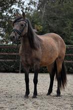 Super lieve schattige valk kleurige D pony merrie, Dieren en Toebehoren, Merrie, B, Recreatiepony, D pony (1.37m tot 1.48m)