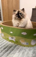 Ragdoll poes, Chatte ou Chat, Vermifugé, 0 à 2 ans