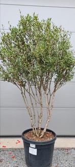 Phillyrea Ang. Meerstam - steenlinde, Tuin en Terras, Planten | Bomen, Ophalen, Halfschaduw