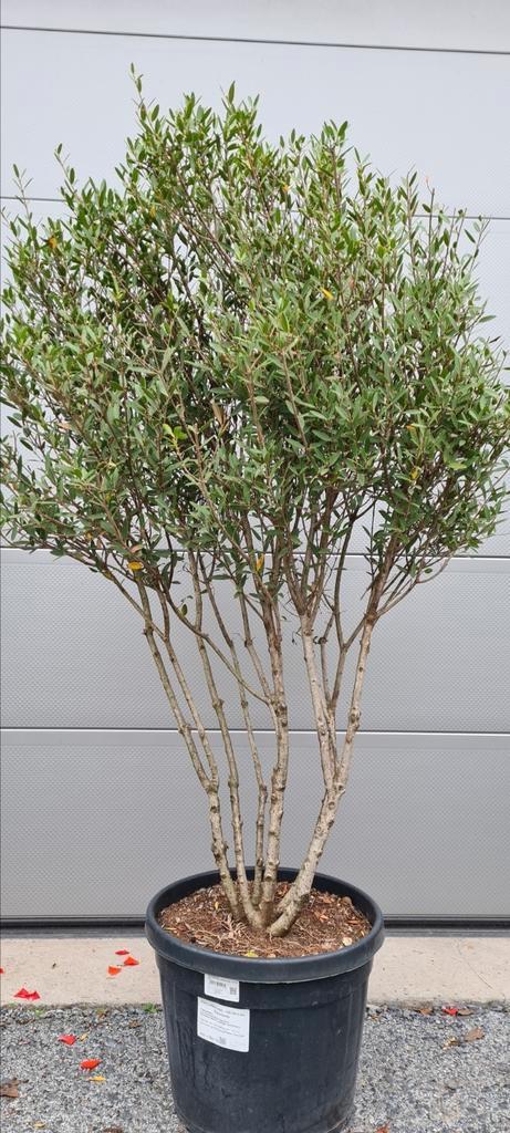 Phillyrea Ang. Meerstam - steenlinde, Tuin en Terras, Planten | Bomen, Halfschaduw, Ophalen