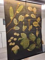 Educatieve schoolplaat Salix/Wilg, Antiek en Kunst, Antiek | Schoolplaten, Ophalen