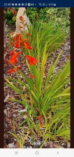 Winterharde beplanting, allerlei, Ophalen