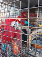 Koppel aras kweekrijp, Dieren en Toebehoren