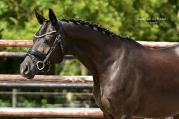 Chique 8 jarige D merrie - TOP braaf!, Dieren en Toebehoren, Merrie, Gechipt, Dressuurpony, L