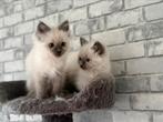 Ragdoll Kittens mogen weg, 0 tot 2 jaar, Kater, Ontwormd