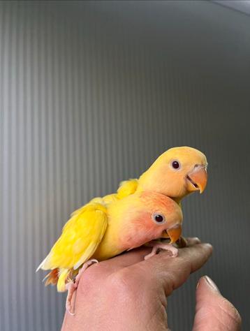 Handtamme dwergpapegaaien beschikbaar voor biedingen