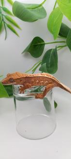 PPV Tricolor Emptyback wimpergekko baby, Lézard, Domestique, 0 à 2 ans