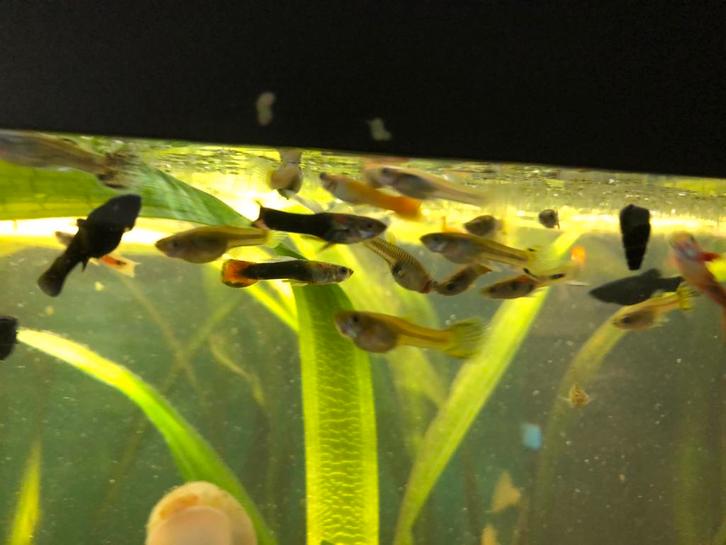 guppies, algeneter ancitrus, andere zie beschrijving, Dieren en Toebehoren, Vissen | Aquariumvissen, Zoetwatervis