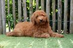 Prachtige medium abrikoze/rode labradoodle pups, Dieren en Toebehoren, België, Overige rassen, CDV (hondenziekte), 8 tot 15 weken