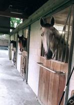 Privestalling / training/ ruiter/ amazone, Dieren en Toebehoren, Stalling en Weidegang, Stalling, 2 of 3 paarden of pony's