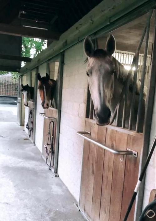 Privestalling / training/ ruiter/ amazone, Dieren en Toebehoren, Stalling en Weidegang, Stalling, 2 of 3 paarden of pony's