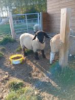 Suffolk dek ram, Dieren en Toebehoren, Schapen, Geiten en Varkens
