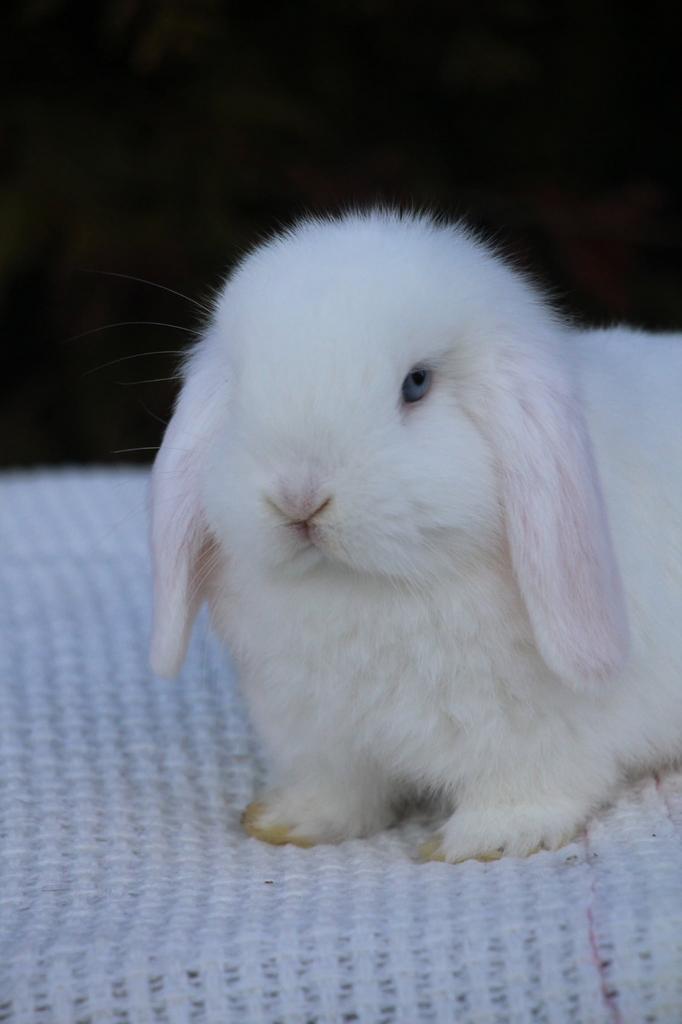 Minilop ram, Dieren en Toebehoren, Konijnen, Dwerg, Mannelijk, 0 tot 2 jaar, Hangoor
