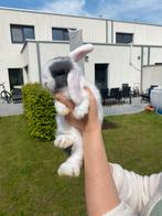 Meerdere konijnen minilop x NL dwerghangoor te koop