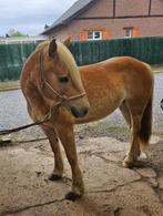 Brave haflinger merrie, Dieren en Toebehoren, Recreatiepaard, Merrie, Gechipt, Minder dan 160 cm