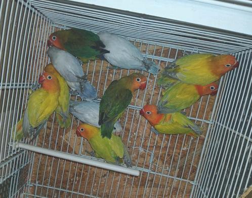 Dilute fisherie, Dieren en Toebehoren, Vogels | Parkieten en Papegaaien
