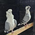 Syrische duiven, Dieren en Toebehoren, Vogels | Duiven