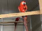 ❤️ Kweekkoppel geelvleugel ara, Dieren en Toebehoren, Vogels | Parkieten en Papegaaien, Meerdere dieren, Papegaai, Geringd