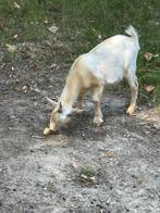 Geitenbok te koop, Dieren en Toebehoren, Schapen, Geiten en Varkens, Mannelijk, Geit, 0 tot 2 jaar
