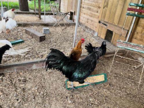 Ayam Cemani kippen (Haan + 2 henne), Dieren en Toebehoren, Pluimvee