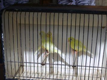 kanaries  schimmelkleur geringd 2025 beschikbaar voor biedingen